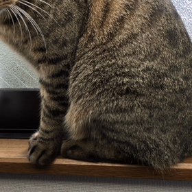 スカされたｗの画像