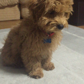 伏せ！の画像