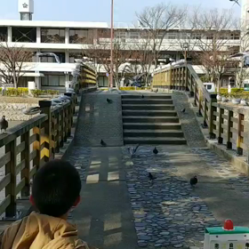 鳩の画像