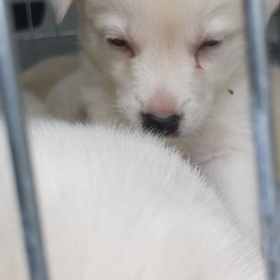子犬たち近況の画像