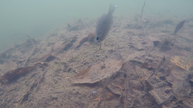 ノマセギル第2弾の記事動画