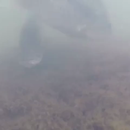 バスの巣の記事動画