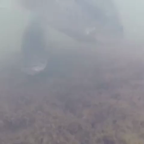 バスの巣の画像
