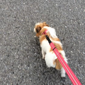 お散歩っての画像