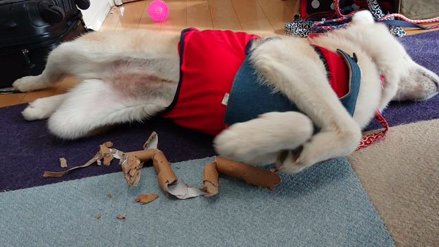 秋田子犬あずあずの年越しの記事動画