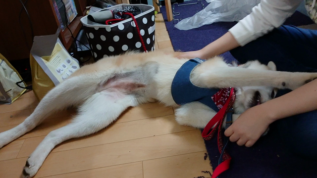 クリスマスイブと秋田犬の記事動画