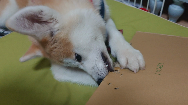秋田子犬あずあずの年越しの記事動画