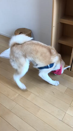 秋田子犬あずあずの年越しの記事動画