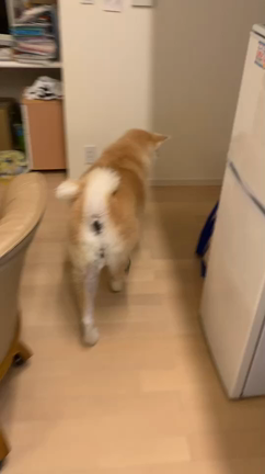 犀八娘さん幸せ報告の記事動画