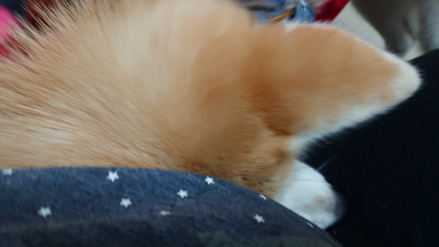 秋田子犬の甘え方の記事動画