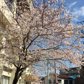 桜を愛する日本人、私もその1人です。の画像