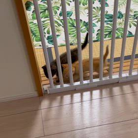 現行犯逮捕ですの画像