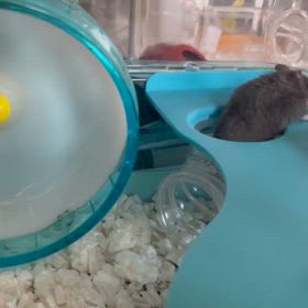 突然のお別れ…の画像