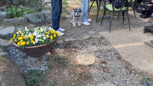 みーこさんの庭のみかん狩りの記事動画