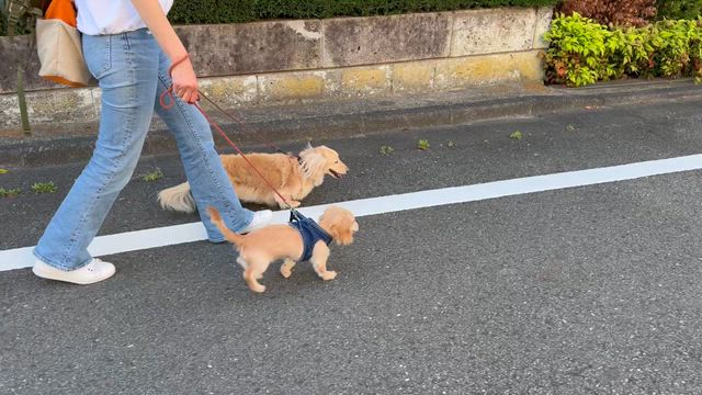 愛犬もな子の検査結果と経過、新入りcocoの初散歩の記事動画