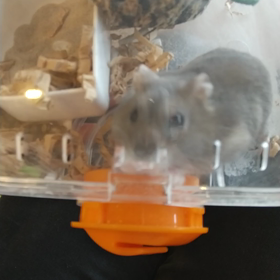 動物病院に連れて行ったときの画像