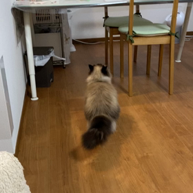 痩せたいの画像