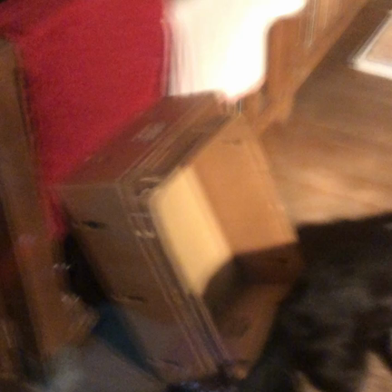 犬と猫・・・の記事動画