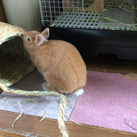 どうしようかな？の画像