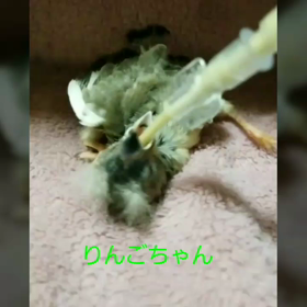 今夜の雛ちゃん達∈(oëo)∋の画像