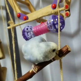 1/18今日のひとコマn[◎]ｺω・｀） ●RECの画像