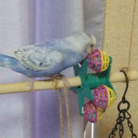 おもちゃに夢中(*´ 艸｀)の画像