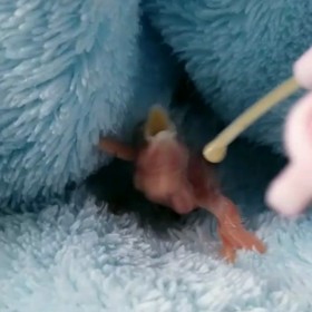 ご心配掛けています(*･ω･)*_ _)ﾍﾟｺﾘの画像