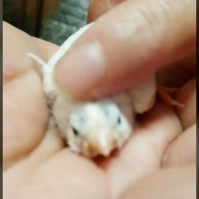 虹の橋を…。の画像