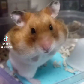 ハムスターちゃんモグモグの画像