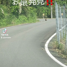 道路にお猿‼️の画像