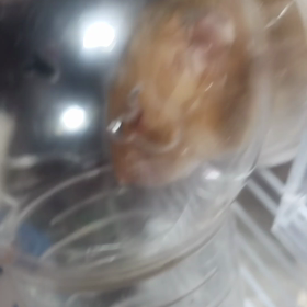 あみちゃんは、どこへの画像