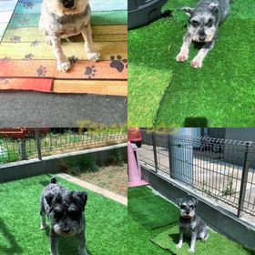 Today's dogの画像