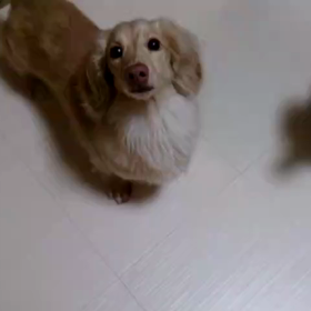 猫じゃらしの画像