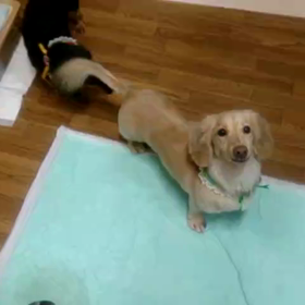 久々の愛犬たちの画像