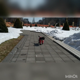 久しぶりのママ散歩の画像