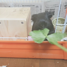 おかわり～の画像