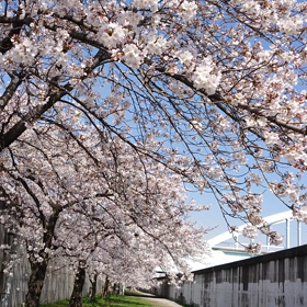 今年の桜の画像
