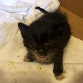 今朝の、保護猫の画像