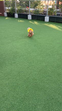 トイプードルHappy横浜中華街のあとは星野リゾートのホテルに宿泊の巻の記事動画