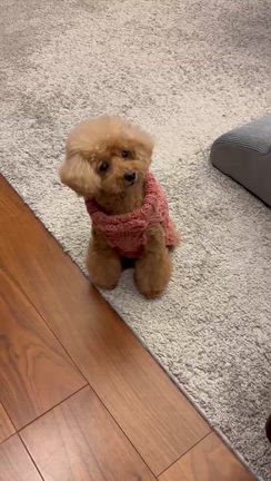 トイプードルHappyしずかちゃんからHappyに素敵便が届いたよの巻の記事動画