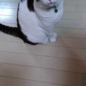 猫のファンタの画像