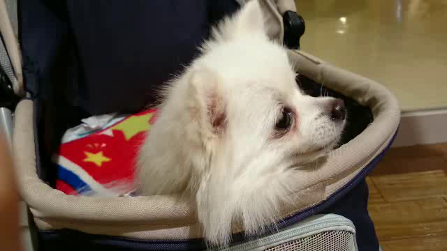 いぬのきもちオータムフェスタでお友達に会ったよ♪ 前編の記事動画