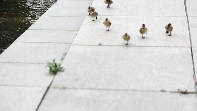カルガモ親子に密着取材！？　カワイイ姿を撮れました！の記事動画