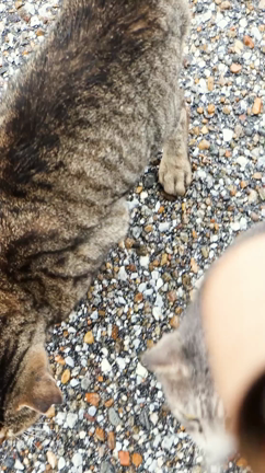どこに行っても猫さんたちに会うのでした……姫路城にての記事動画