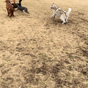 茨城県 犬の森の画像