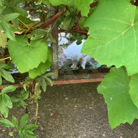 一抹の寂しさ。。。の画像