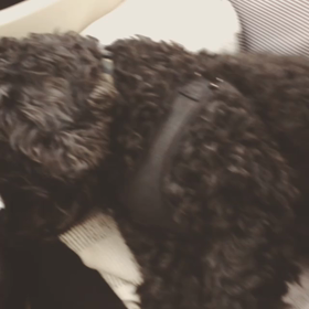 犬のおねだりの画像