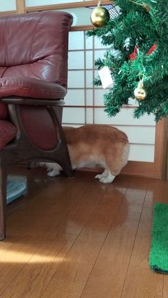 ココちゃんの記事動画