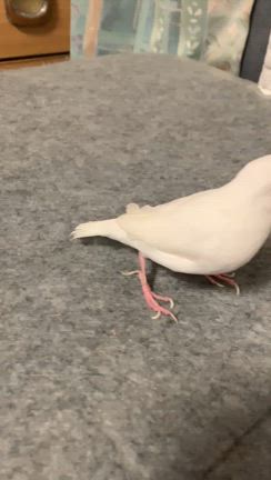 今日のしろの記事動画