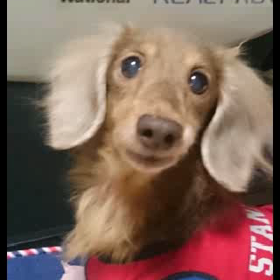 2015年 大晦日の画像